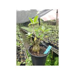 Adenium Arabicum - Cruzamentos Especiais - Planta N.º: 100