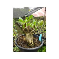 Rosa Do Deserto PBN- Cruzamentos Especiais - Planta N.º: 239 - ROSA DO DESERTO - Valmor Ademium