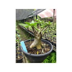 Adenium Arabicum - Cruzamentos Especiais - Planta N.º: 100