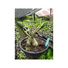 Adenium Arabicum - Cruzamentos Especiais - Planta N.º: 100