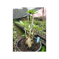 Adenium Arabicum - Cruzamentos Especiais - Planta N.º: 100