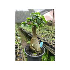 Adenium Arabicum - Cruzamentos Especiais - Planta N.º: 100