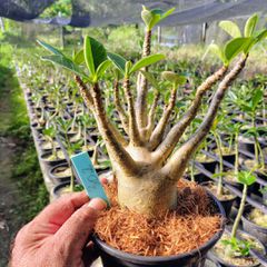 Adenium Arabicum - Cruzamentos Especiais - Planta N.º: 100