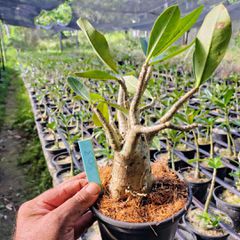 Adenium Arabicum - Cruzamentos Especiais - Planta N.º: 100