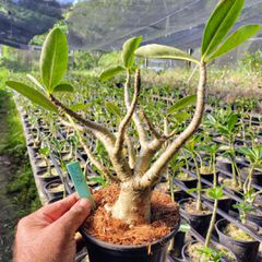 Adenium Arabicum - Cruzamentos Especiais - Planta N.º: 100