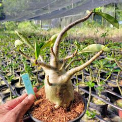 Adenium Arabicum - Cruzamentos Especiais - Planta N.º: 100