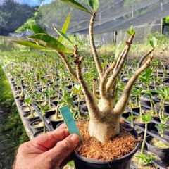 Adenium Arabicum - Cruzamentos Especiais - Planta N.º: 100