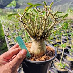 Adenium Arabicum - Cruzamentos Especiais - Planta N.º: 100