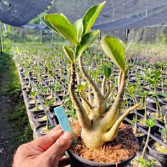 Adenium Arabicum - Cruzamentos Especiais - Planta N.º: 100