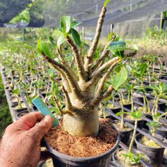 Adenium Arabicum - Cruzamentos Especiais - Planta N.º: 100