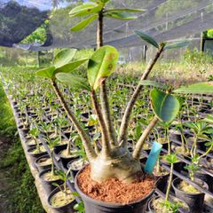 Adenium Arabicum - Cruzamentos Especiais - Planta N.º: 100
