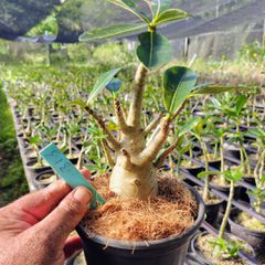 Adenium Arabicum - Cruzamentos Especiais - Planta N.º: 100