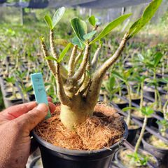 Adenium Arabicum - Cruzamentos Especiais - Planta N.º: 100