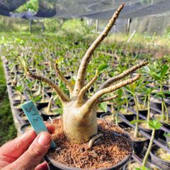 Adenium Arabicum - Cruzamentos Especiais - Planta N.º: 100