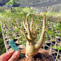 Adenium Arabicum - Cruzamentos Especiais - Planta N.º: 100