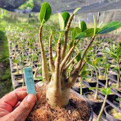 Adenium Arabicum - Cruzamentos Especiais - Planta N.º: 100