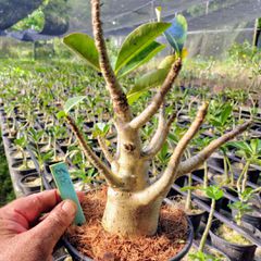 Adenium Arabicum - Cruzamentos Especiais - Planta N.º: 100