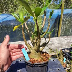 Rosa Do Deserto - Cruzamentos Especiais - Planta N.º: 432