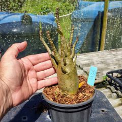 Rosa Do Deserto - Cruzamentos Especiais - Planta N.º: 432