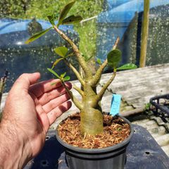 Rosa Do Deserto - Cruzamentos Especiais - Planta N.º: 432