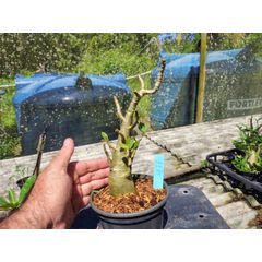 Rosa Do Deserto - Cruzamentos Especiais - Planta N.º: 432