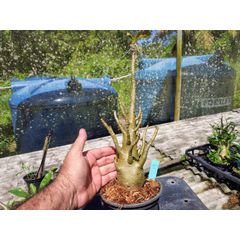 Rosa Do Deserto - Cruzamentos Especiais - Planta N.º: 432