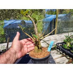 Rosa Do Deserto - Cruzamentos Especiais - Planta N.º: 432