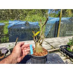 Rosa Do Deserto - Cruzamentos Especiais - Planta N.º: 432