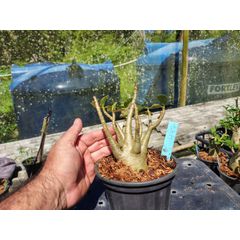 Rosa Do Deserto - Cruzamentos Especiais - Planta N.º: 432