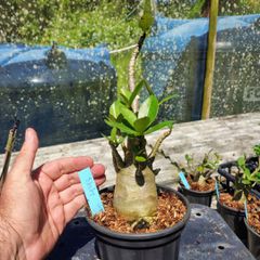 Rosa Do Deserto - Cruzamentos Especiais - Planta N.º: 432