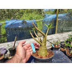 Rosa Do Deserto - Cruzamentos Especiais - Planta N.º: 432