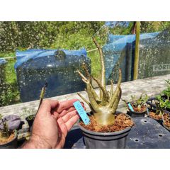 Rosa Do Deserto - Cruzamentos Especiais - Planta N.º: 432