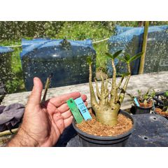 Rosa Do Deserto - Cruzamentos Especiais - Planta N.º: 432