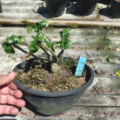 MINI Rosa Do Deserto Origial - Planta N.º: 611