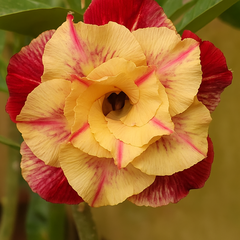 Rosa do Deserto PERFUMADA CANAN 01 - ROSA DO DESERTO - Valmor Ademium