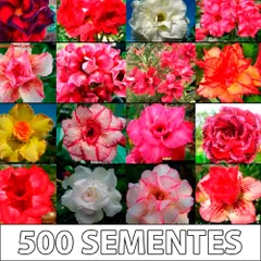 500 sementes de rosa do deserto com cores sortidas