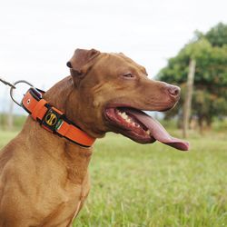  Coleira Para Cachorro Fit Lite (laranja e preto) ... - AMOROSSO