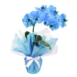 Orquídea Azul - 4003 - Bellas Cestas Online Salvador