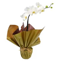 Orquideas Decoradas(Oferta Imbativel) - 4340921 - Bellas Cestas Online Salvador