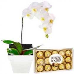 Orquídea Branca e Ferrero Rocher - 1500 - Bellas Cestas Online Salvador