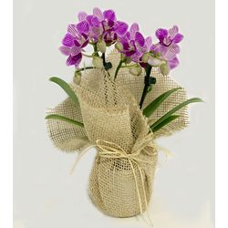 Mini Orquídea - Floricultura FLORA BARIGUI