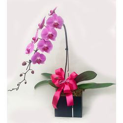 Orquídea Pra Ser Feliz - Floricultura FLORA BARIGUI