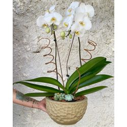 Orquídea para Presente - CAFECOMPAO I Cestas de Café da Manhâ Curitiba