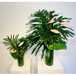 Duo Tropical - G + M - FPATELIE