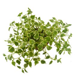Peperomia Cuia 21 - Ibirapuera Garden