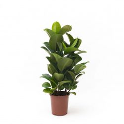 Ficus Elastica PT24 - Ibirapuera Garden
