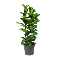 Ficus Lyrata PT24 - Ibirapuera Garden