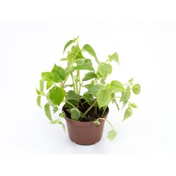Peperomia PT11 - Ibirapuera Garden