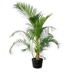 Palmeira Areca - Ibirapuera Garden