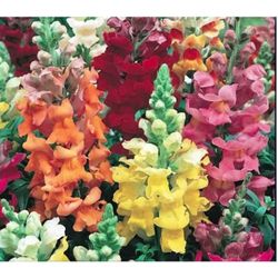 HORTALICA SEMENTE PLATINA BOCA DE LEAO ANAO MAJEST... - LABORAVES